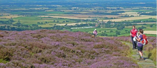 Hikers on the Coast to Coast, surrounded by colourful heather | John Millen