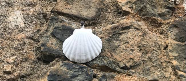 Follow the Camino shells | Allie Peden