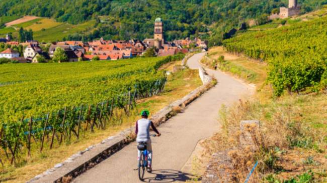 Cycle past vineyards to Kaysersberg village in Alsace