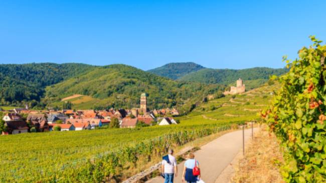 Walking the Alsatian Wine Route in France