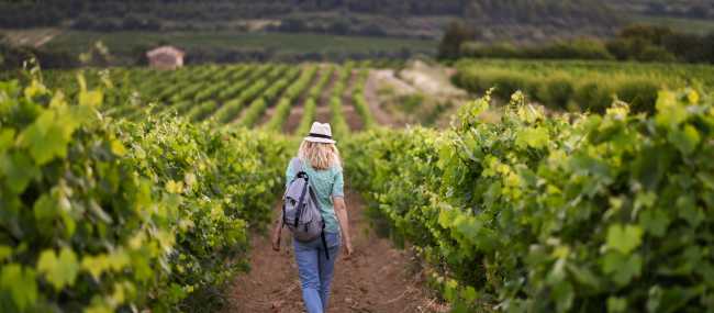 Roam through the vineyards of France