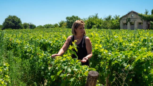 Walk among the vineyards of Bordeaux in France