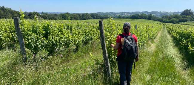 Highlights from walking among the vineyards of Bordeaux | Tali Emdin